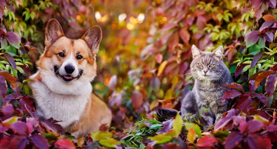 Hund oder Katze? Wir verraten dir, worauf du im Herbst besonders achten solltest.