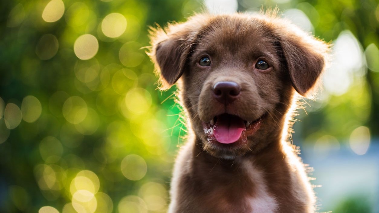 Eine Welpe im Netz eroberte das Herz einer jungen Kärntnerin.