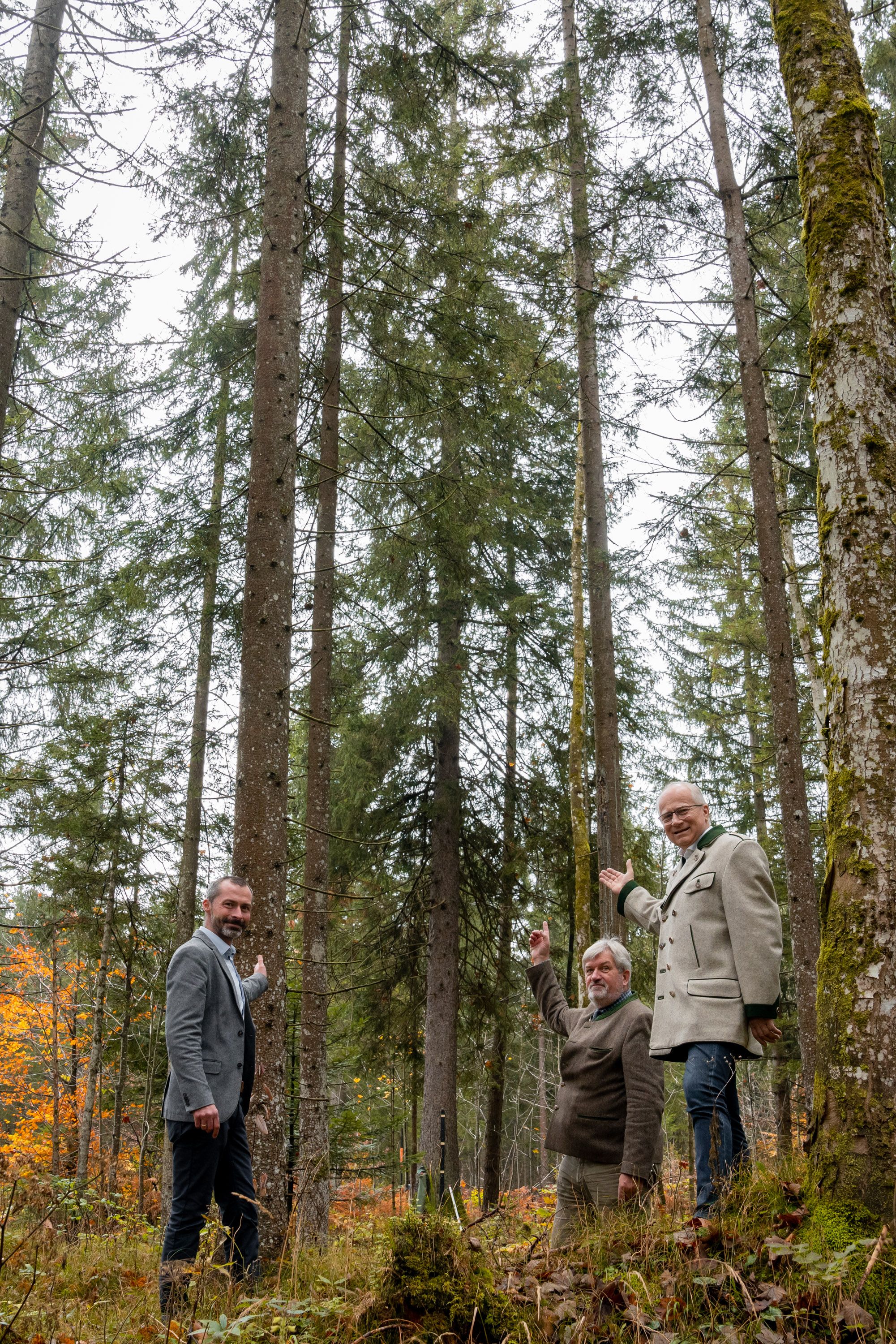 Der wird's werden: Ein 130 Jahre alter Baum (Fichte) aus dem Wald der Steiermärkischen Landesforste zieht hochbetagt noch mal um, um in der Wiener Weihnachtszeit für Stimmung zu sorgen. Außerdem (v. l.n.r.): Bürgermeister Christian Haider, Landesforste-Direktor Andreas Holzinger, Landesrat Hans Seitinger vor dem Christbaum für Wien (Mitte)