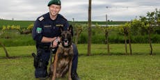 Polizeihund "Cameron" stöberte abgängigen Mann (82) auf