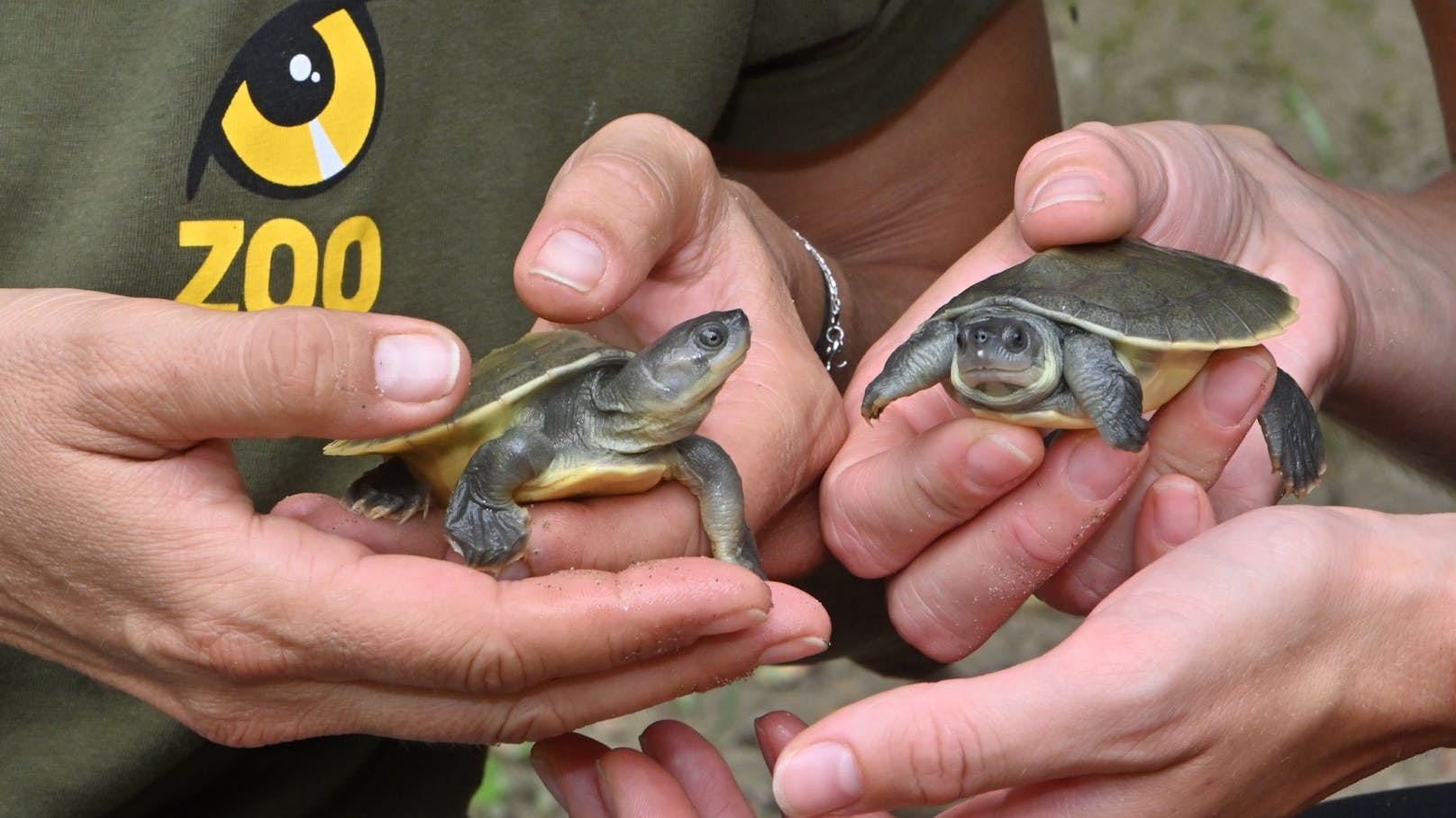 Frisch geschlüpfte Jungtiere der Batagur-Flussschildkröte.