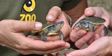 650 Schildkrötenbabys geben Hoffnung für Artenschutz