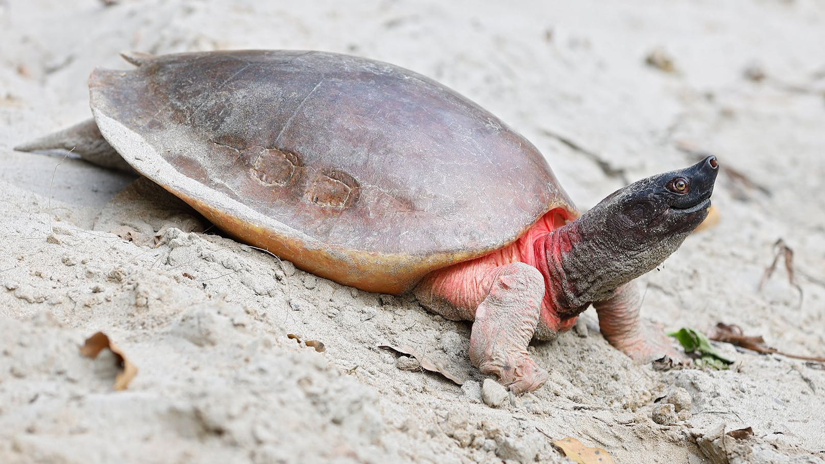 Batagur-Flussschildkröte in Bangladesch.