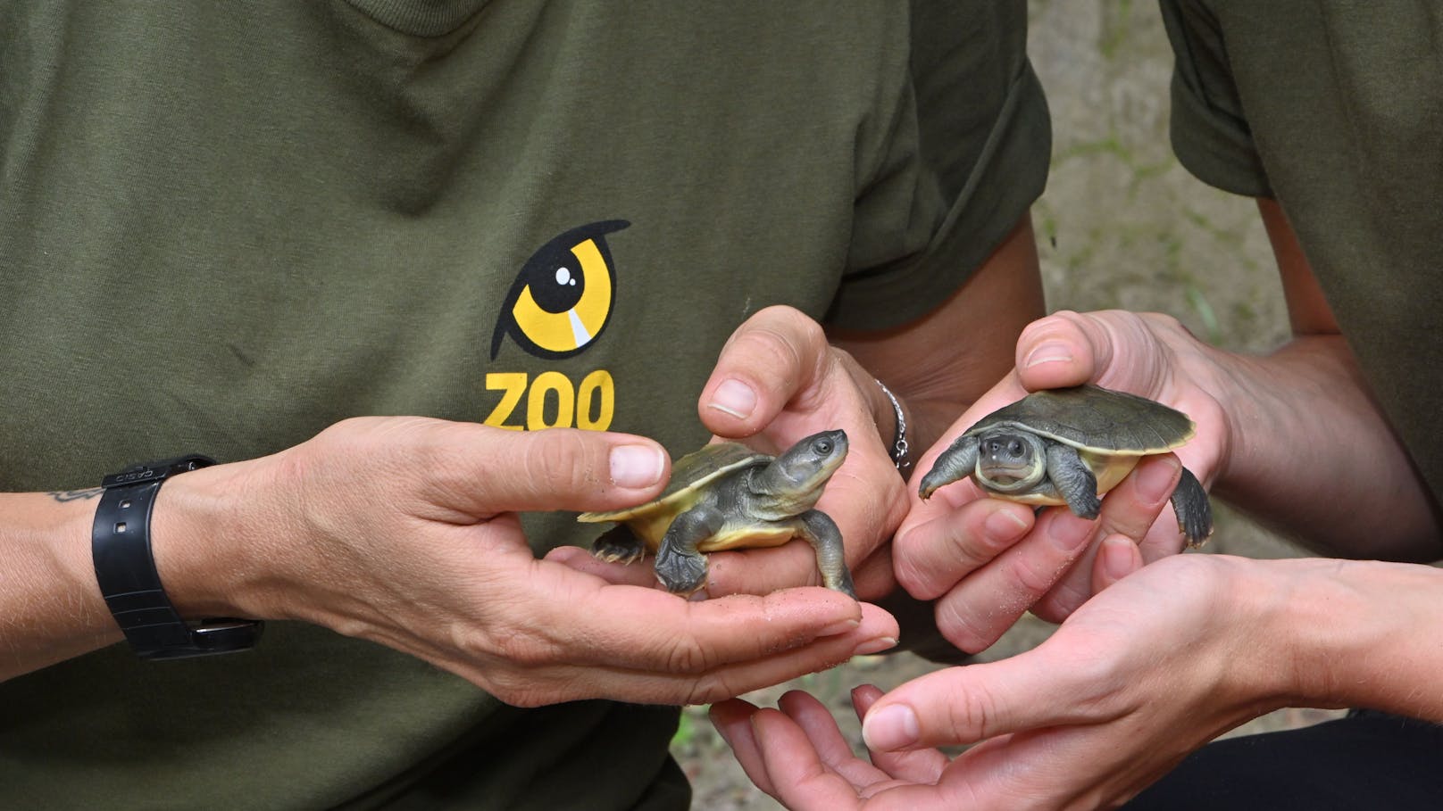 Frisch geschlüpfte Jungtiere der Batagur-Flussschildkröte.