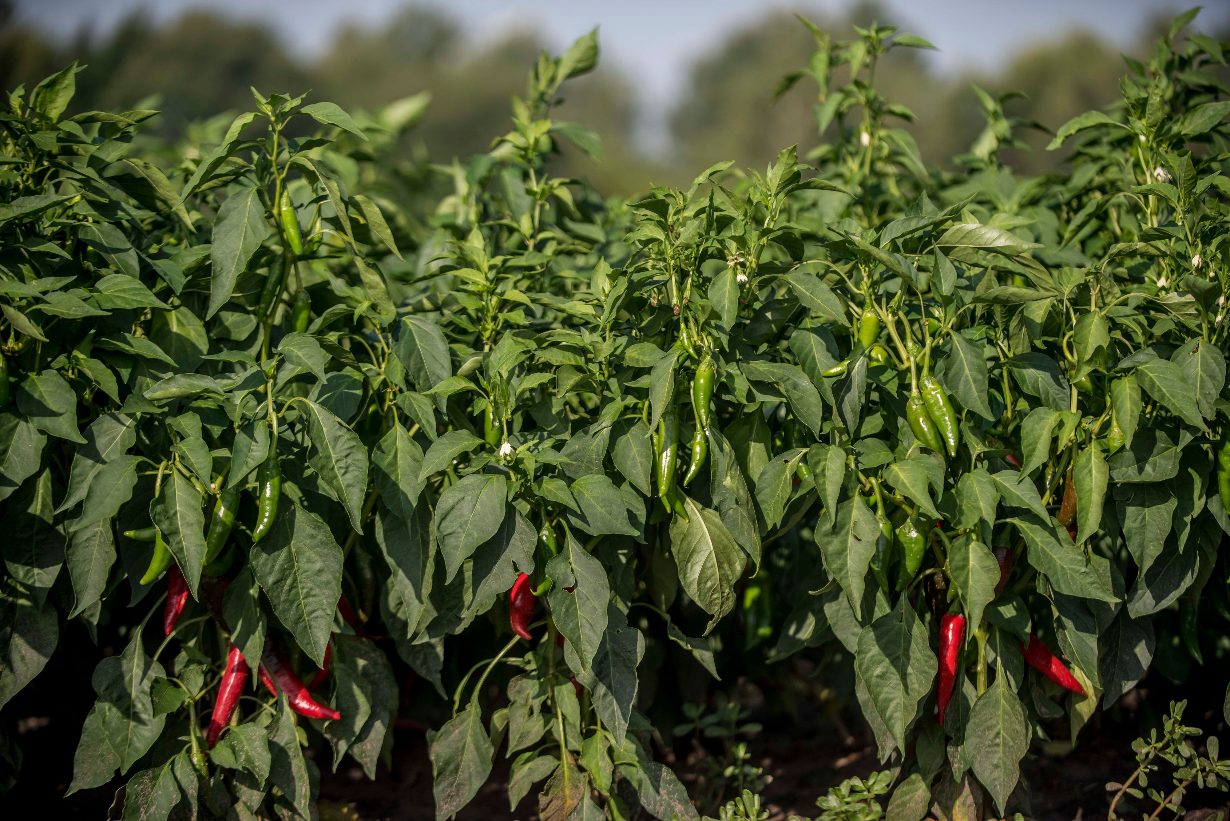 Aus Paprikaschoten wie diesen wird der österreichische Gewürzfavorit Paprika Edelsüß gewonnen.