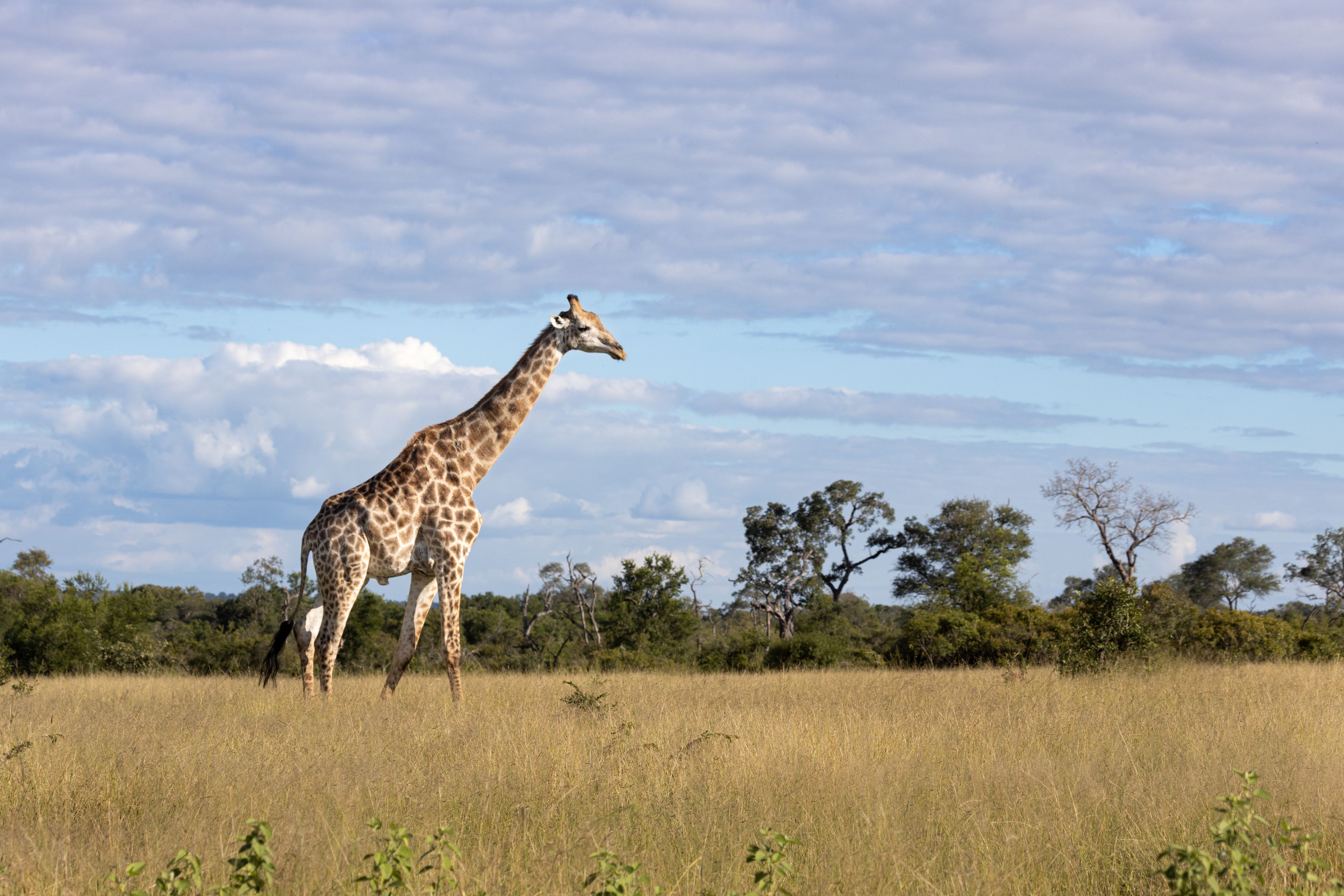 In Südafrika wurde eine Mutter mit ihrem Kind von einer Giraffe niedergetrampelft.