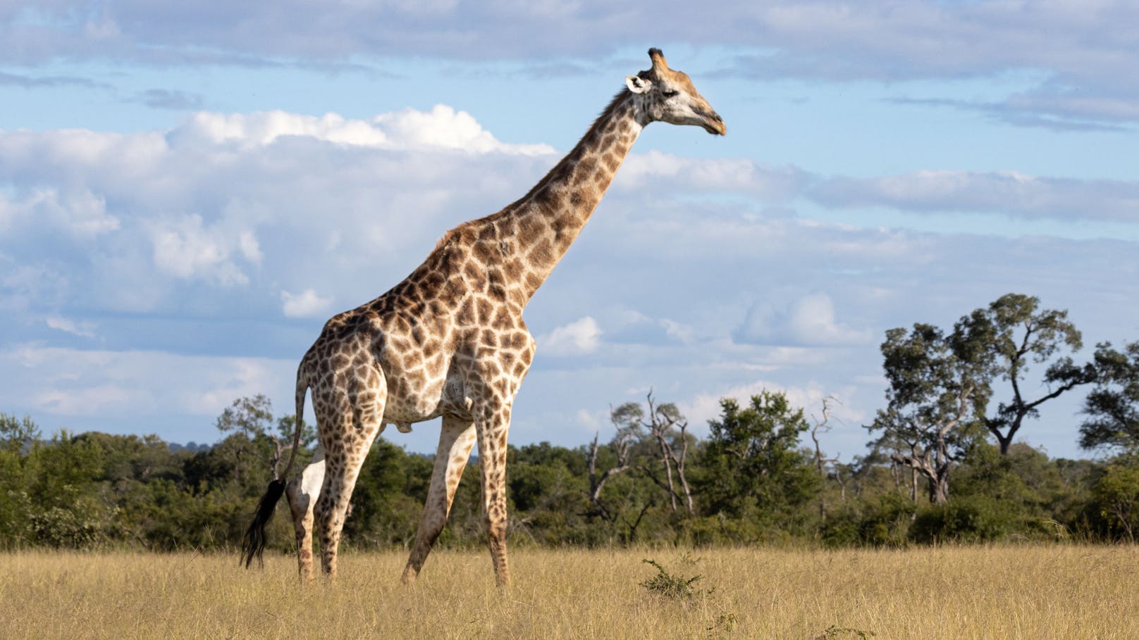 In Südafrika wurde eine Mutter mit ihrem Kind von einer Giraffe niedergetrampelft.