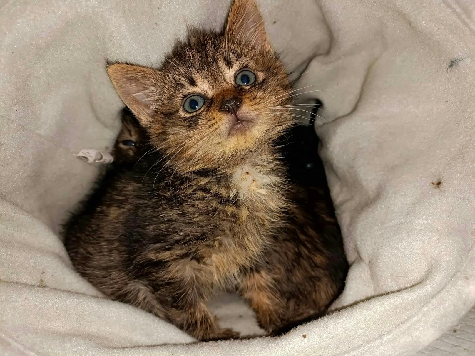 Die Babykatzen sind oftmals krank und müssen tierärztlich behandelt, gesund gepflegt und kastriert werden.