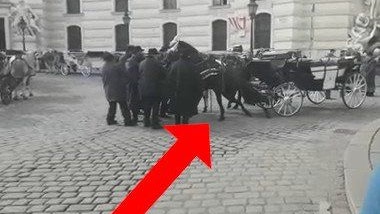 Das Pferd blieb mit seinem Hufeisen am Kopfsteinpflaster des Michaelerplatz hängen.