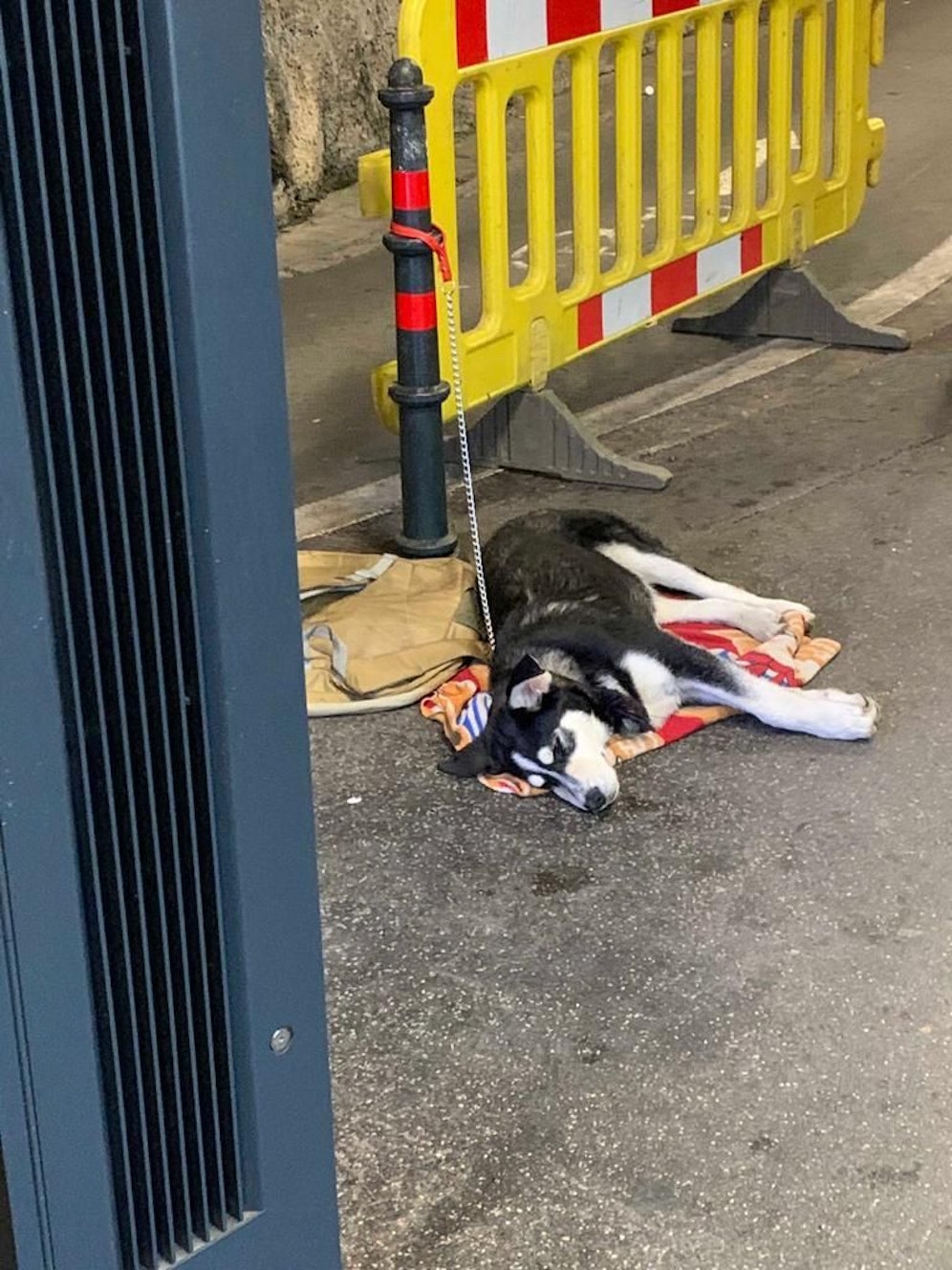 Der Verein RespekTiere fordert ein Bettelverbot mit Tieren.