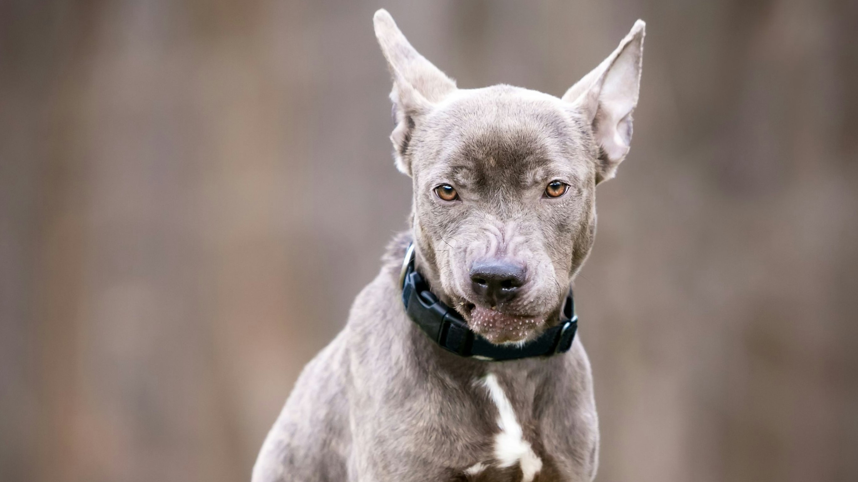 "Echt jetzt?" - Hündinnen verzeihen keine Fehler. 