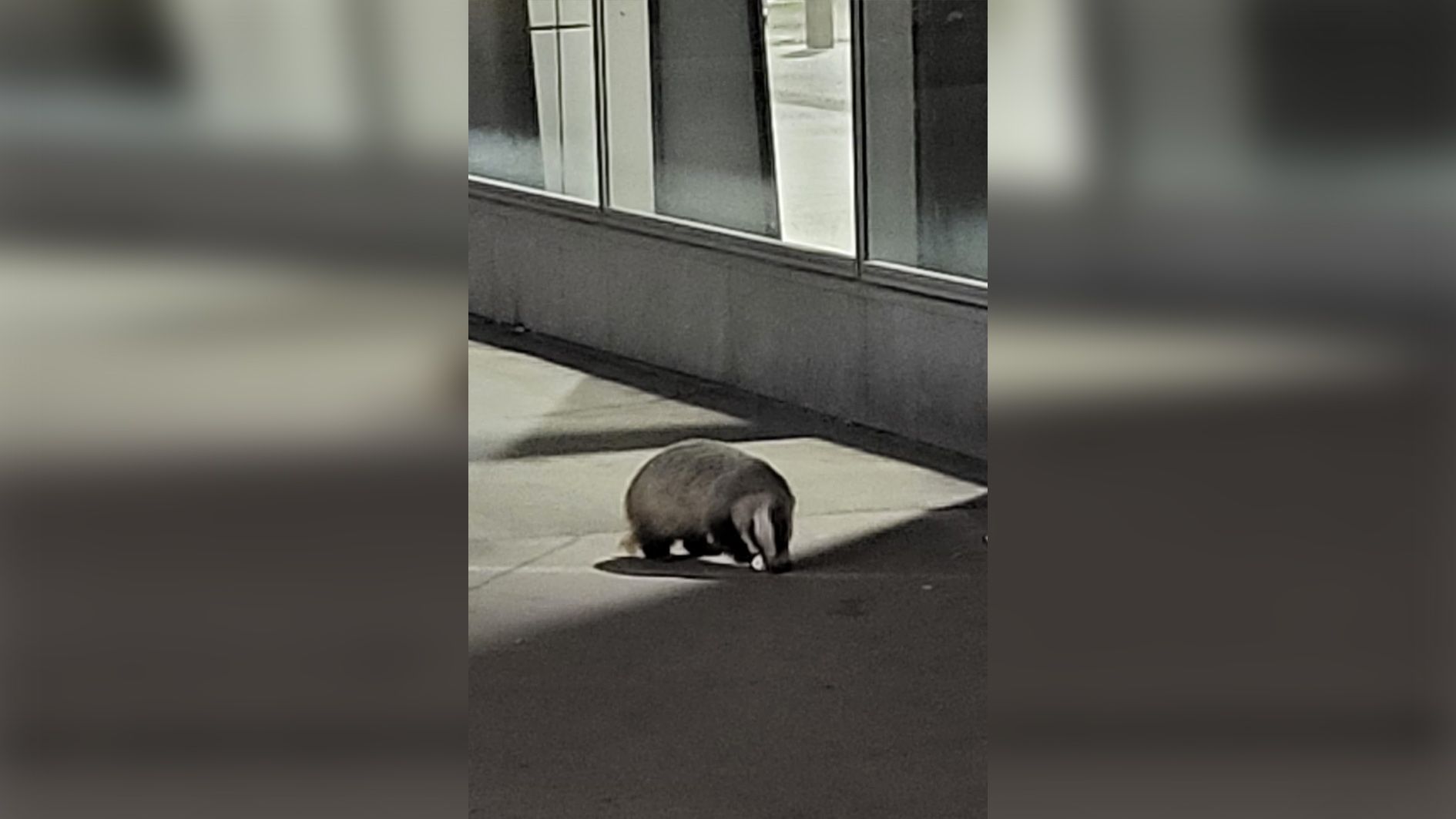 Für einen ordentlichen Schrecken sorgte Freitagnacht ein Dachs.