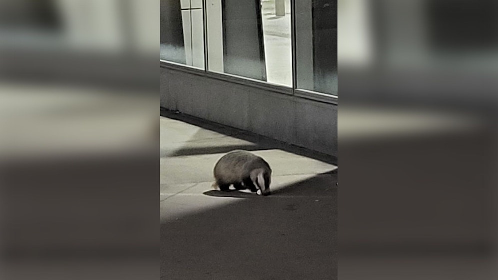 Einen Dachs in Wien sieht man nicht oft...