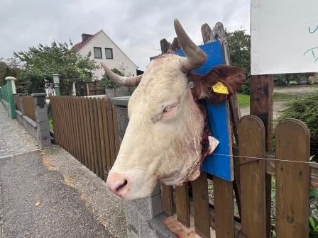 Diese Tradition verärgert Tierschützer.