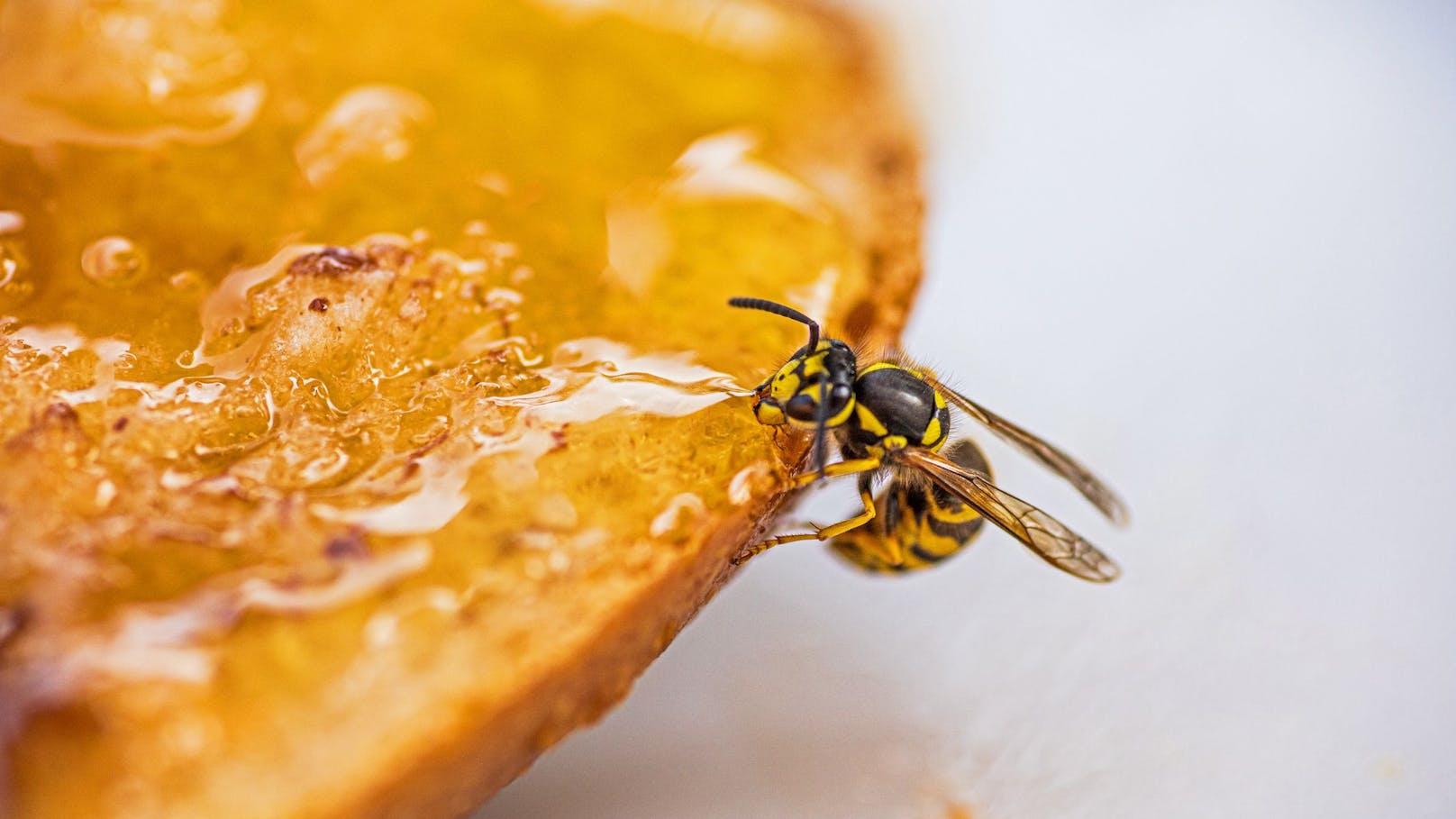 Wespen sind - wie so viele Insekten - nur gefährlich, wenn man allergisch ist und sie ordentlich ärgert.