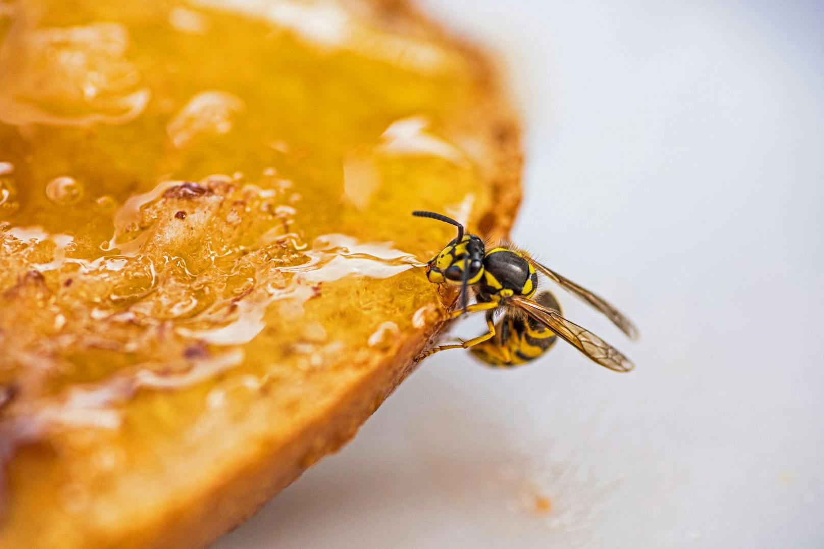 Wespen sind - wie so viele Insekten - nur gefährlich, wenn man allergisch ist und sie ordentlich ärgert.