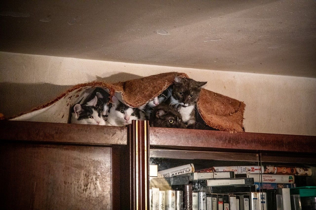 In nur zwei Jahren vermehrten sich 4 Katzen auf insgesamt 47 Stück.