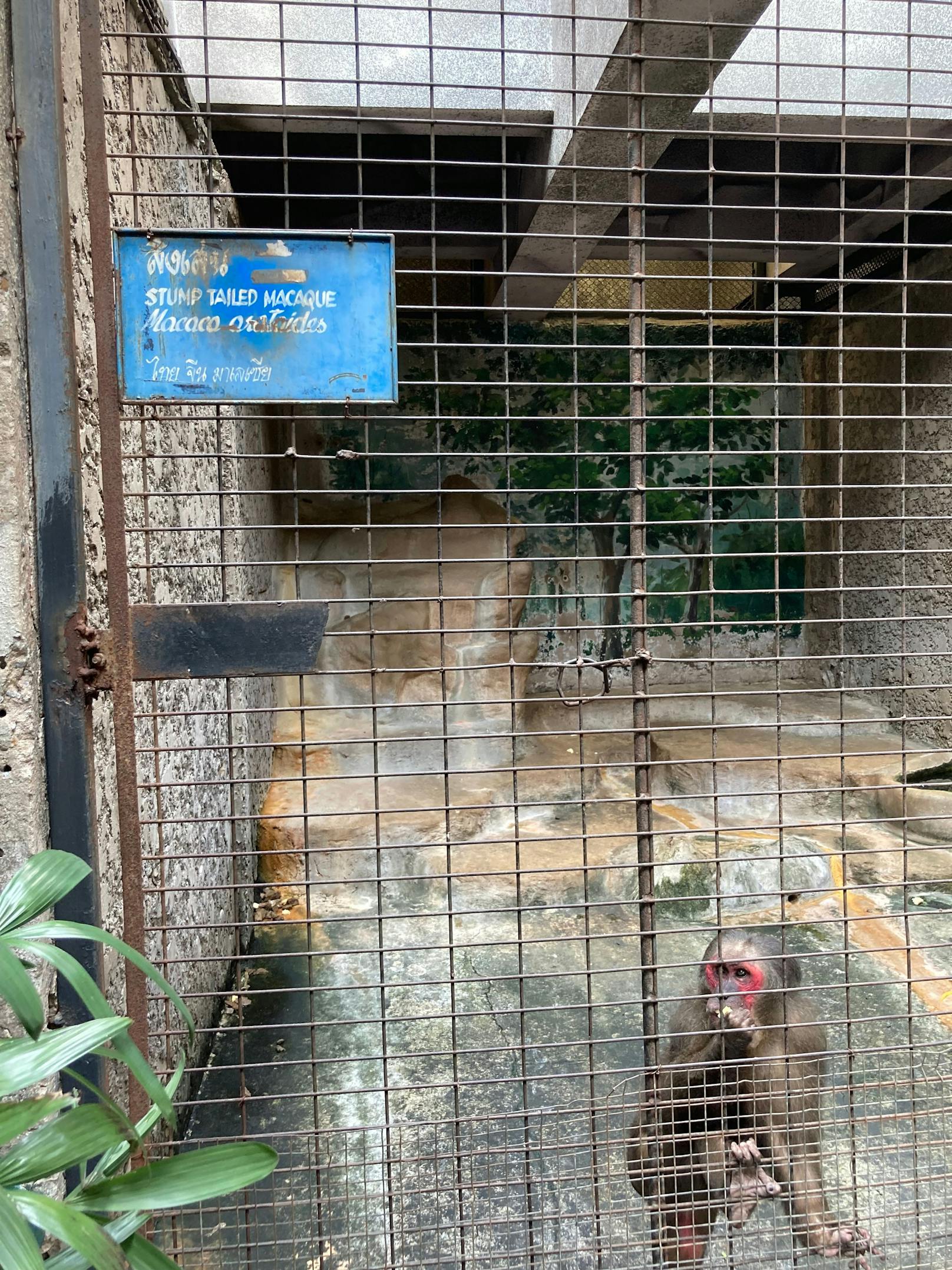 Weshalb der "Pata Zoo" noch immer mit Besuchern Geld verdient, ist unbegreiflich.