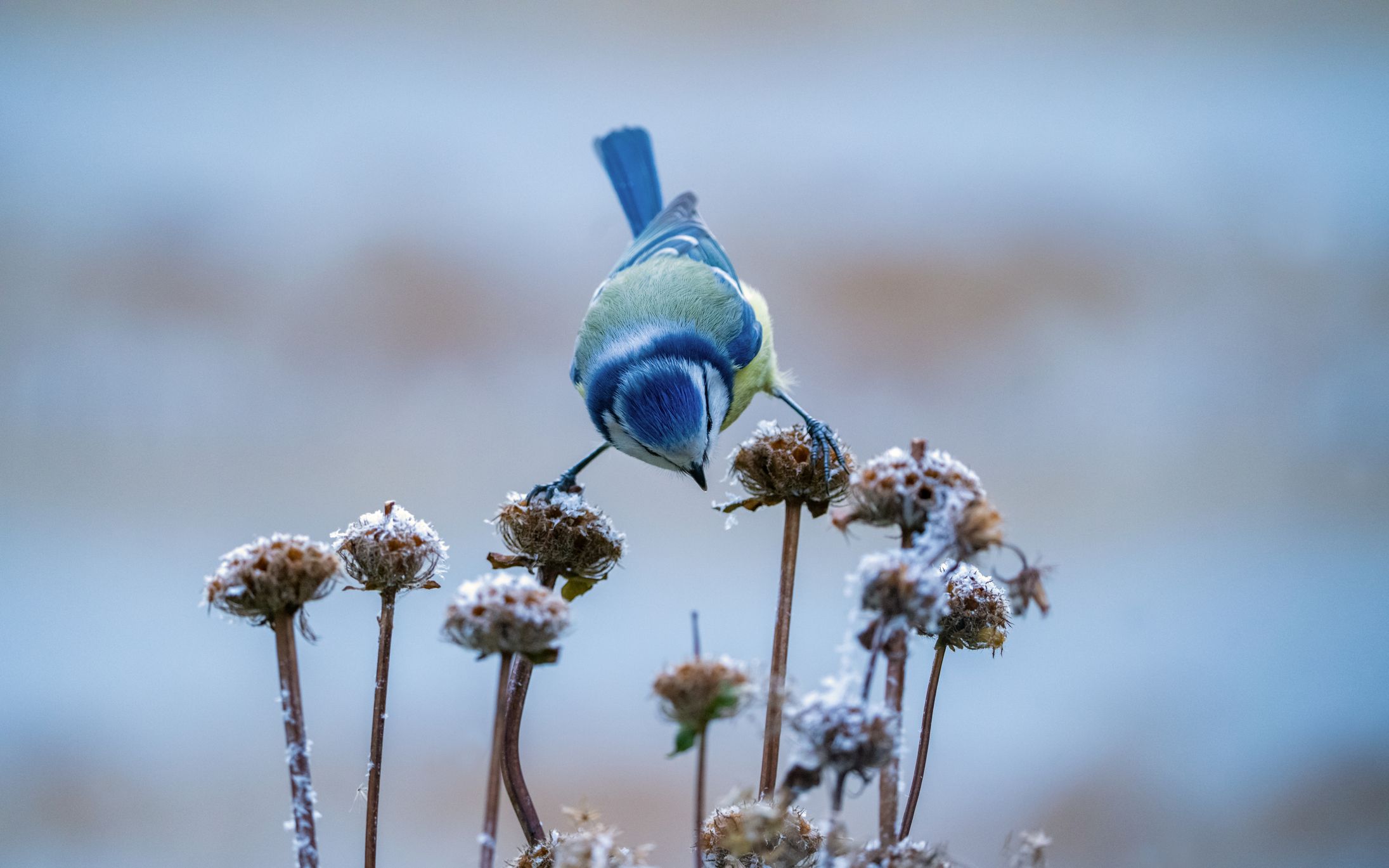 Blaumeise, Grünfink oder Girlitz gehen zum Teil massiv zurück, weil die natürlichen Lebensräume kleiner werden.