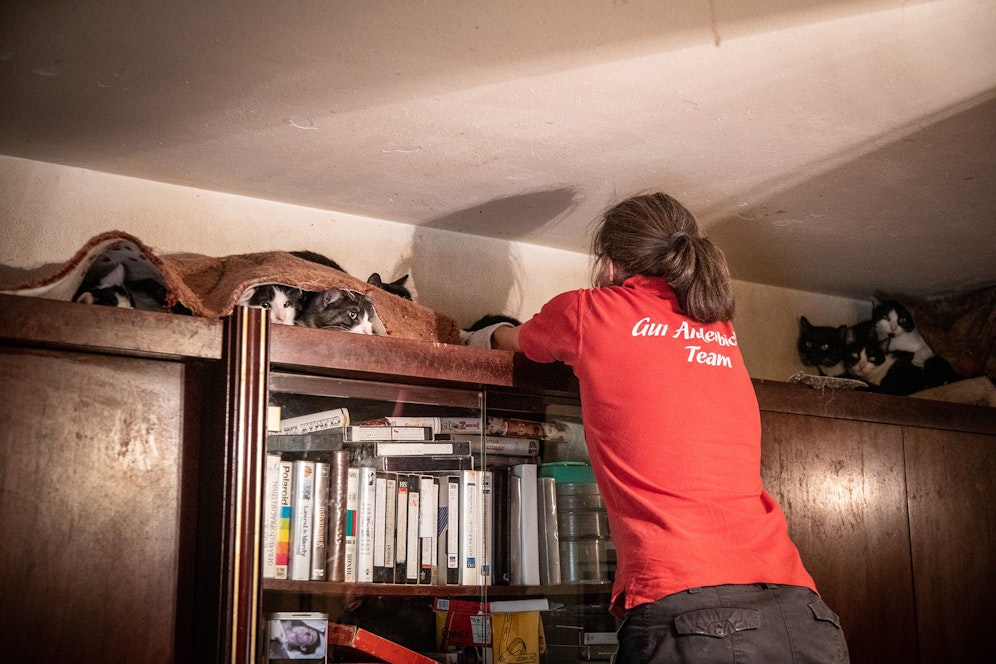 Mitarbeiter von Gut Aiderbichl sicherten die Katzen. Sie wurden in die Außenstelle Maria Schmolln gebracht.