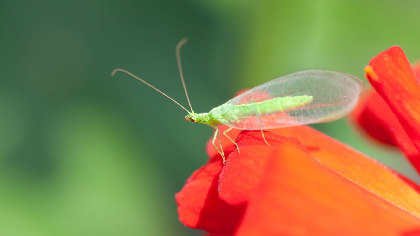 Die Florfliege darf man nicht unterschätzen. Das grüne Leichtgewicht vertilgt nämlich Blattläuse wie kein Zweiter.