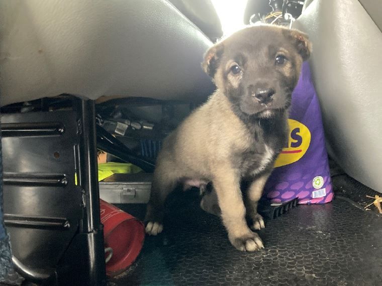 Der erste acht Wochen alte Kangal war wohl nicht geimpft und unzureichend gesichert.