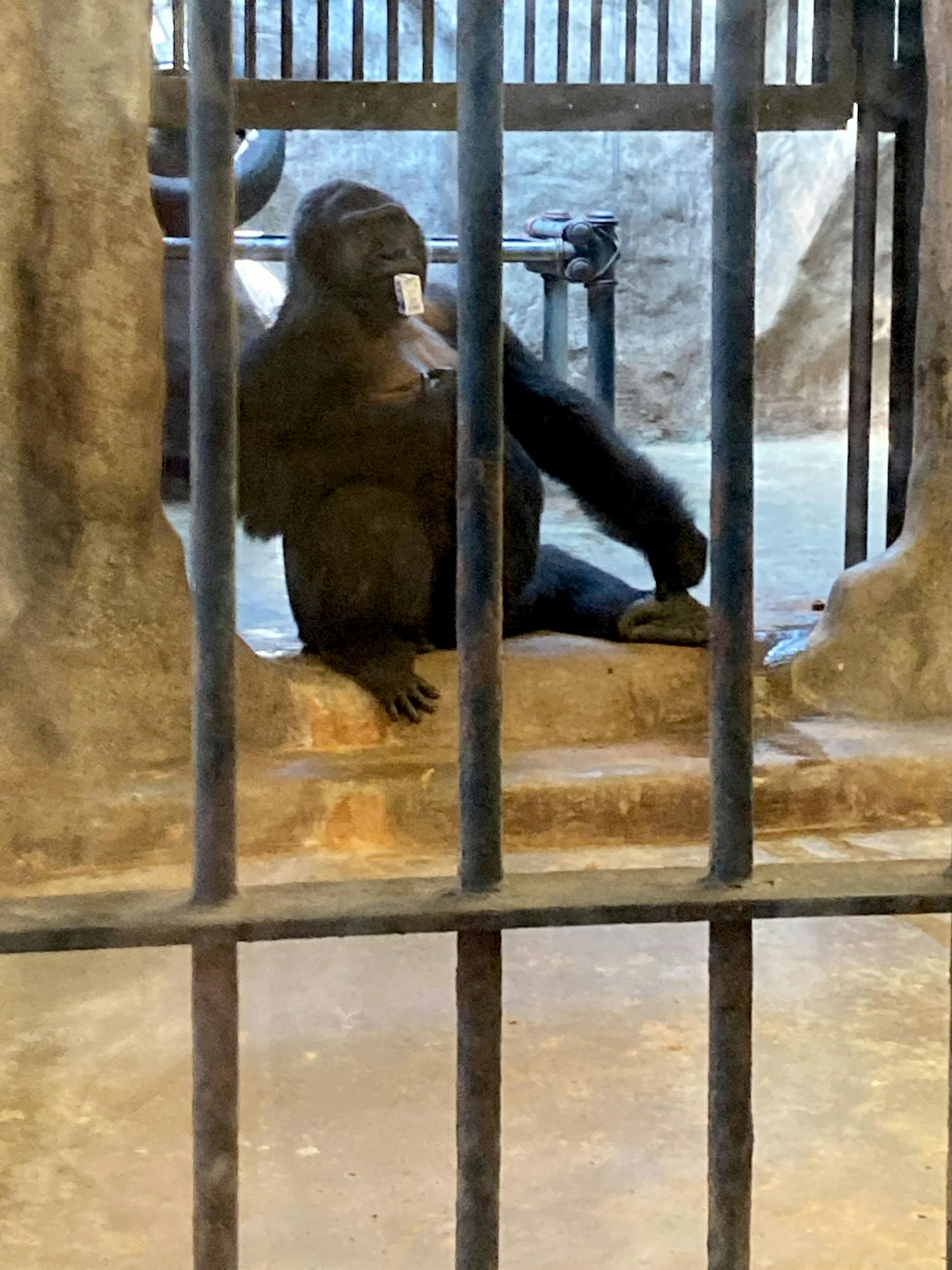 Das Gorilla-Mädchen "Bua Noi" lebt als einziger Gorilla bereits 30 Jahre im "Höllen Zoo" von Bangkok.