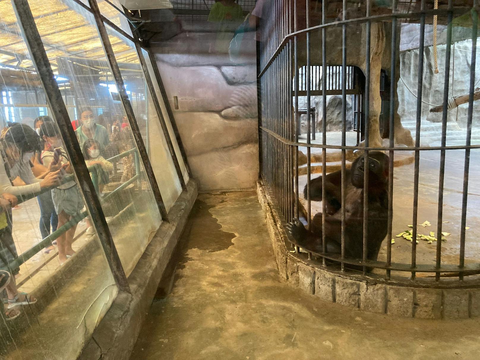 Die Thais mögen offenbar den "Hell-Zoo" und füttern noch immer täglich die Tiere durch die Gitterstäbe. Toll!