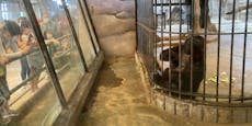 30 Jahre ohne Tageslicht – Gorilla allein im Höllen-Zoo