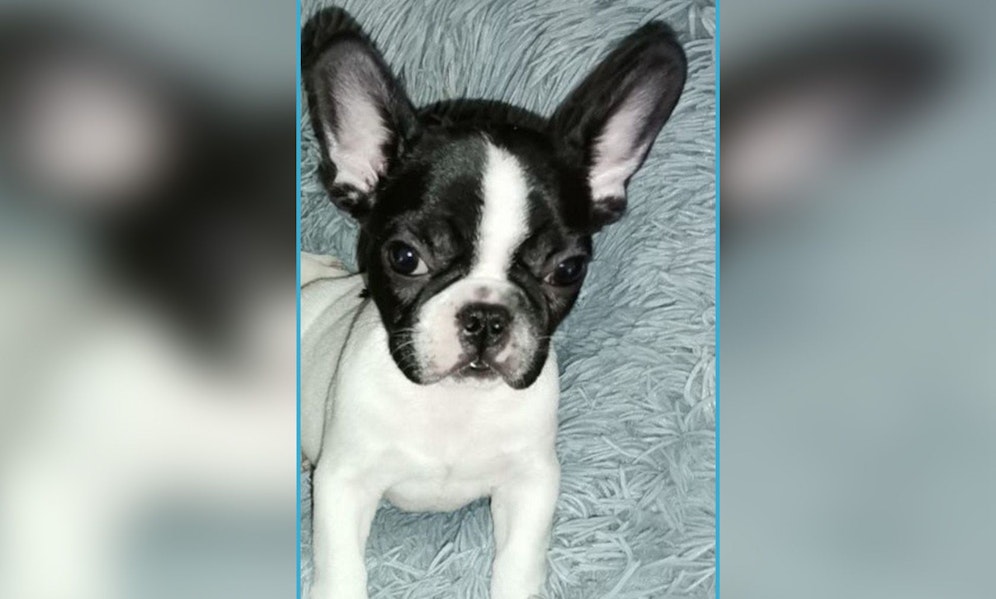 Der kleine Französische Bulldoggen-Bub 