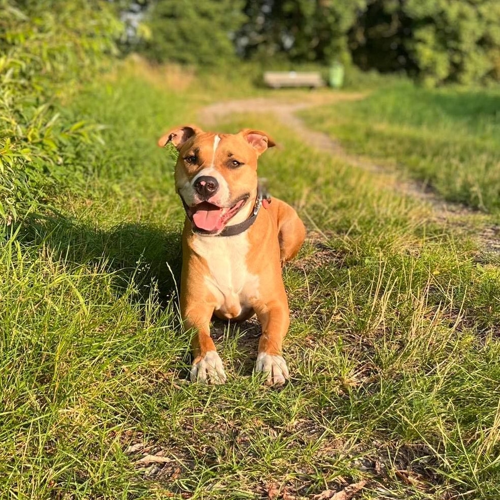 Wegen Listenhund "Pablo" bekam die 22-Jährige die Wohnung nicht.
