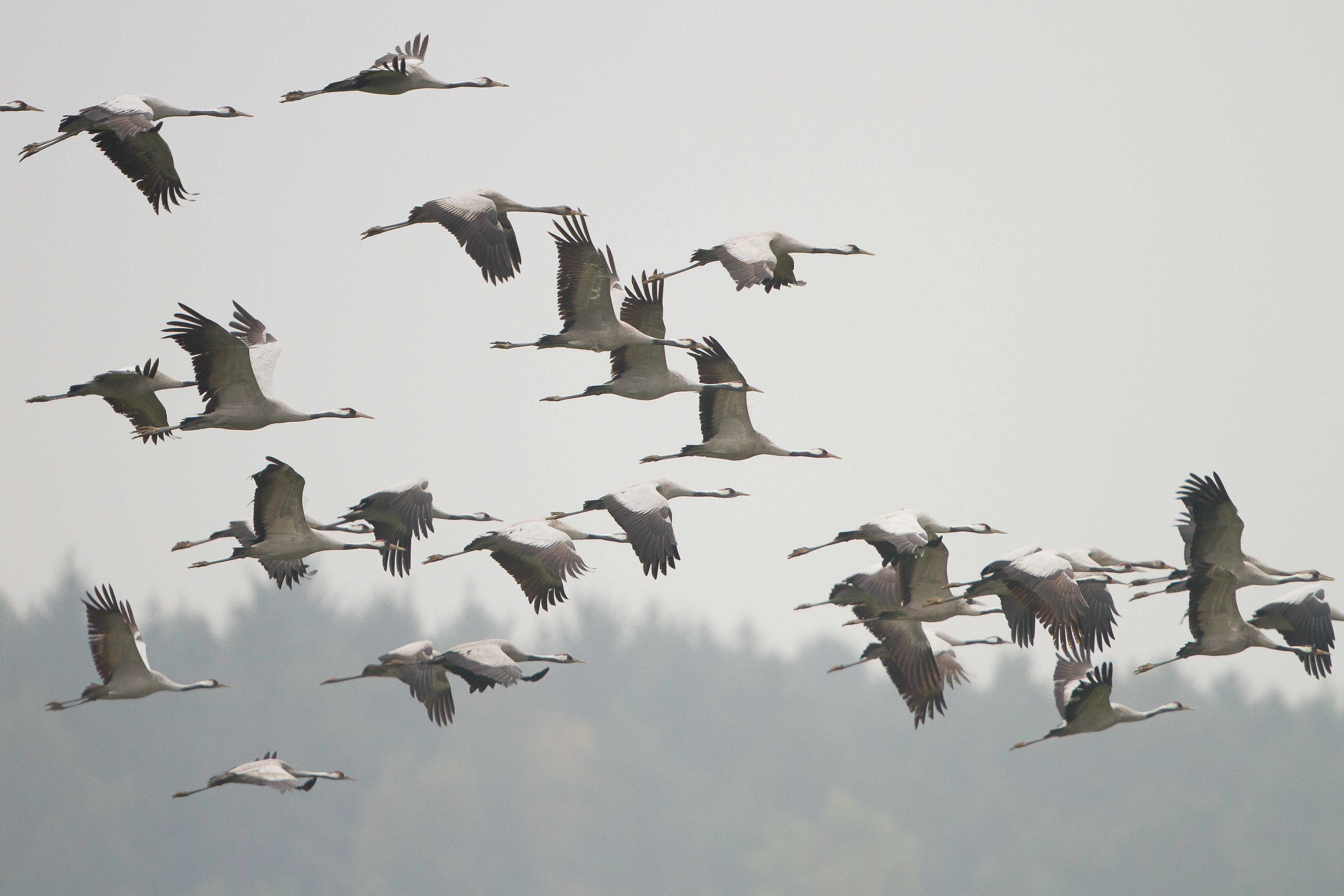 Der Kranichzug ist in vollem Gange.
