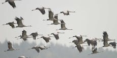 Vogelzug – 25.000 Kraniche rasten beim Neusiedler See