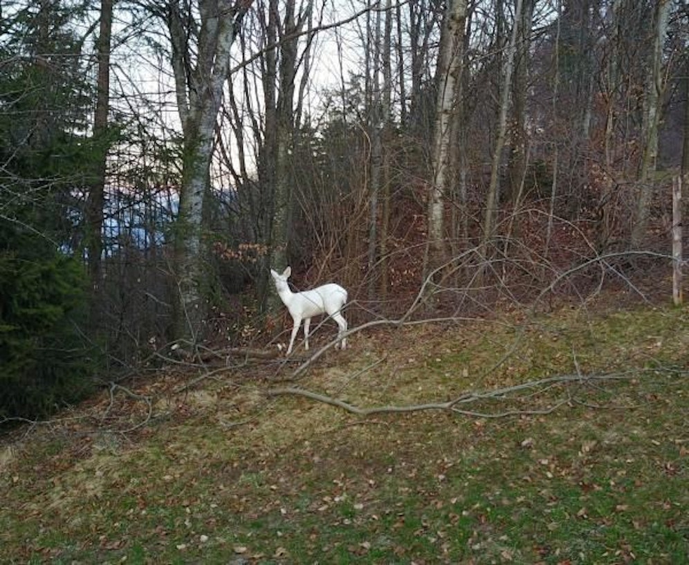 Zwischen Konolfingen und Wichtrach lebte in den letzten Monaten ein seltenes Albino-Reh – jetzt ist es tot.