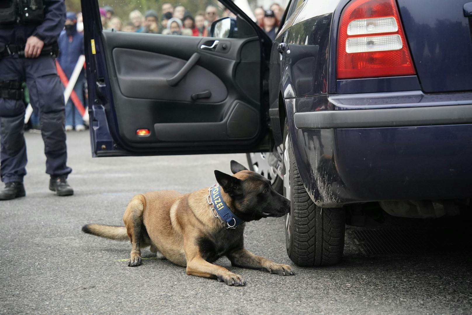 Polizeihunde zeigten am Sicherheitsfest ihr Können.