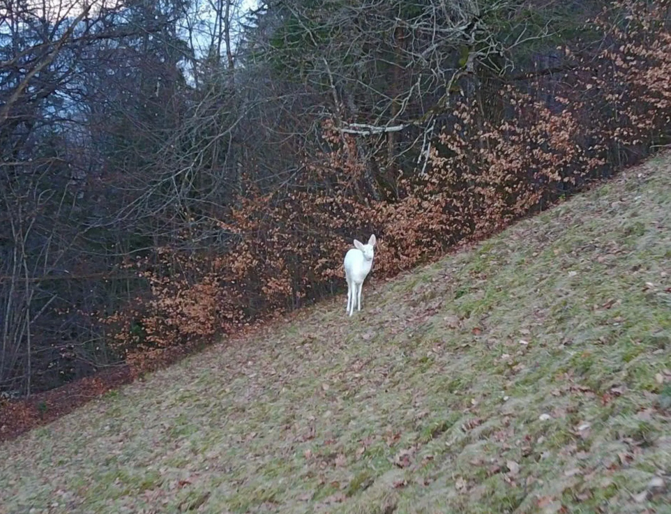 Ausländischer Jäger tötet seltenes Albino-Reh in der Schweiz