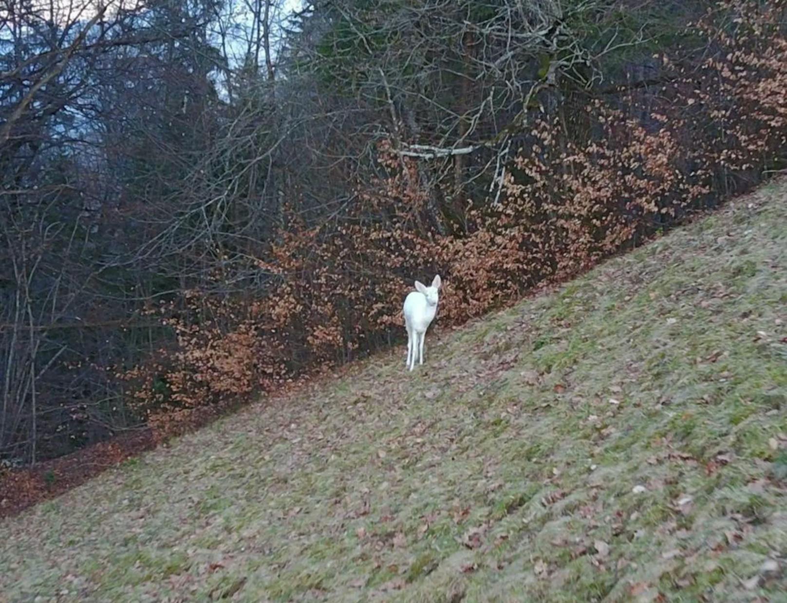 Albino-Rehe, hier ein Tier im Berner Oberland, sind selten anzutreffen. Auch in Österreich gibt es einige wenige.