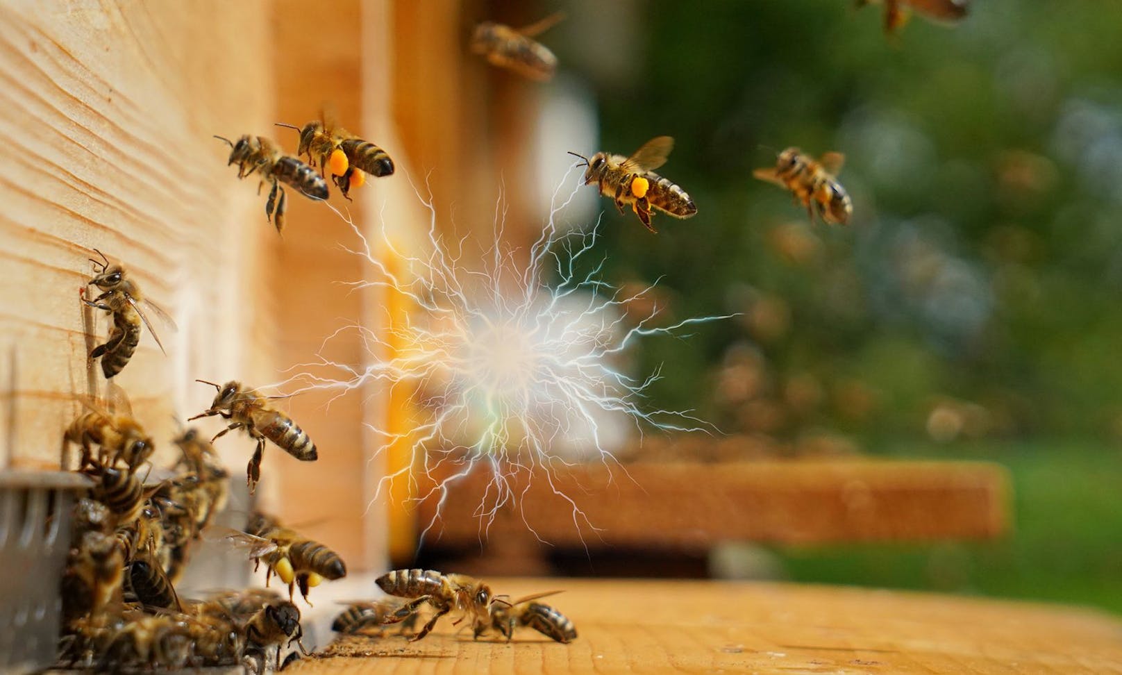 Hochspannungs-Sumsi: Bienen erzeugen elektrische Ladung