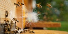 Hochspannungs-Sumsi: Bienen erzeugen elektrische Ladung