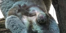 Hier kriecht Schönbrunns Koala-Baby aus dem Beutel