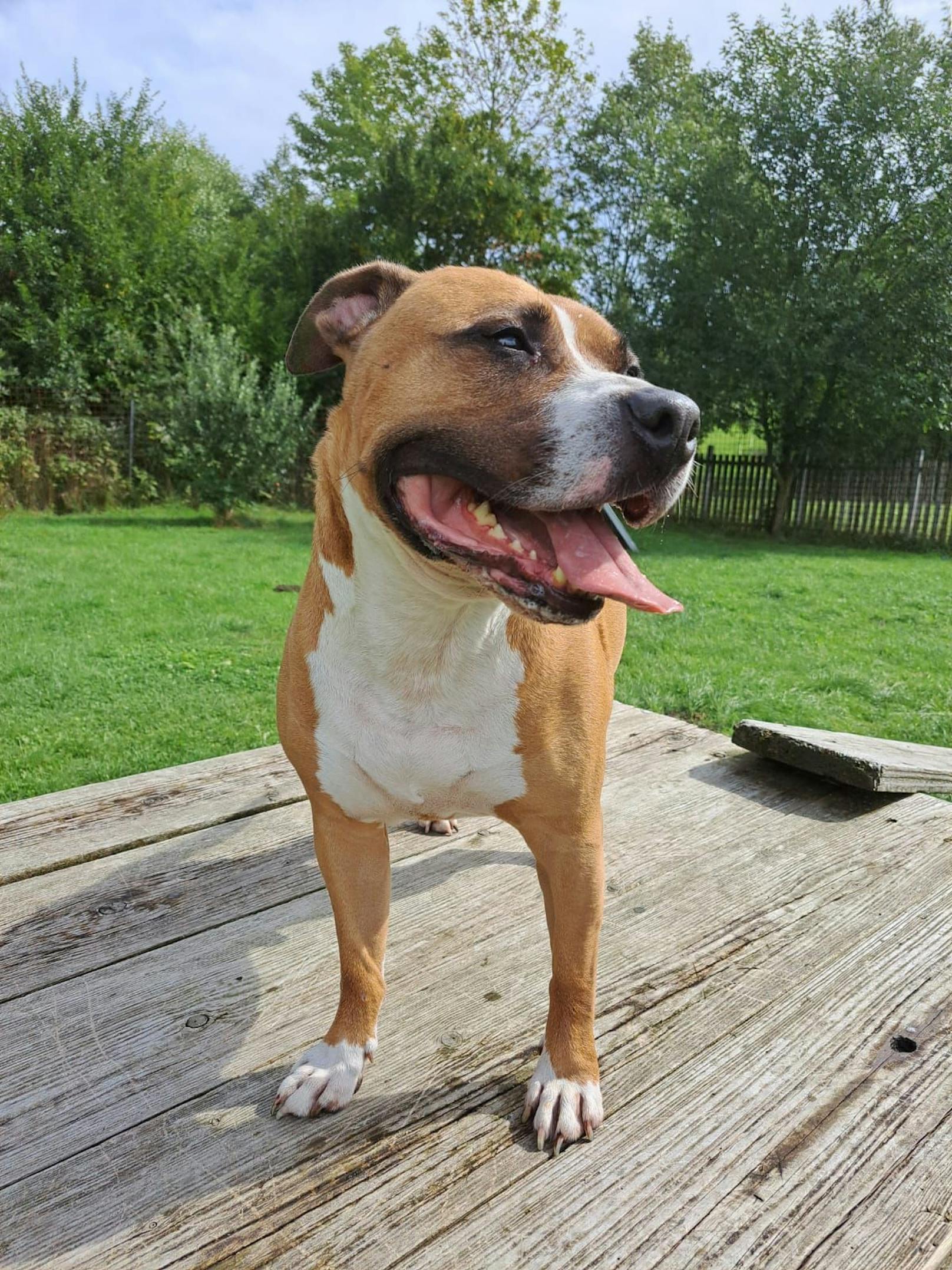 Da er der Rasse "Staffordshire Terrier" angehört, glauben leider viele das Märchen vom "Bösen Kampfhund".