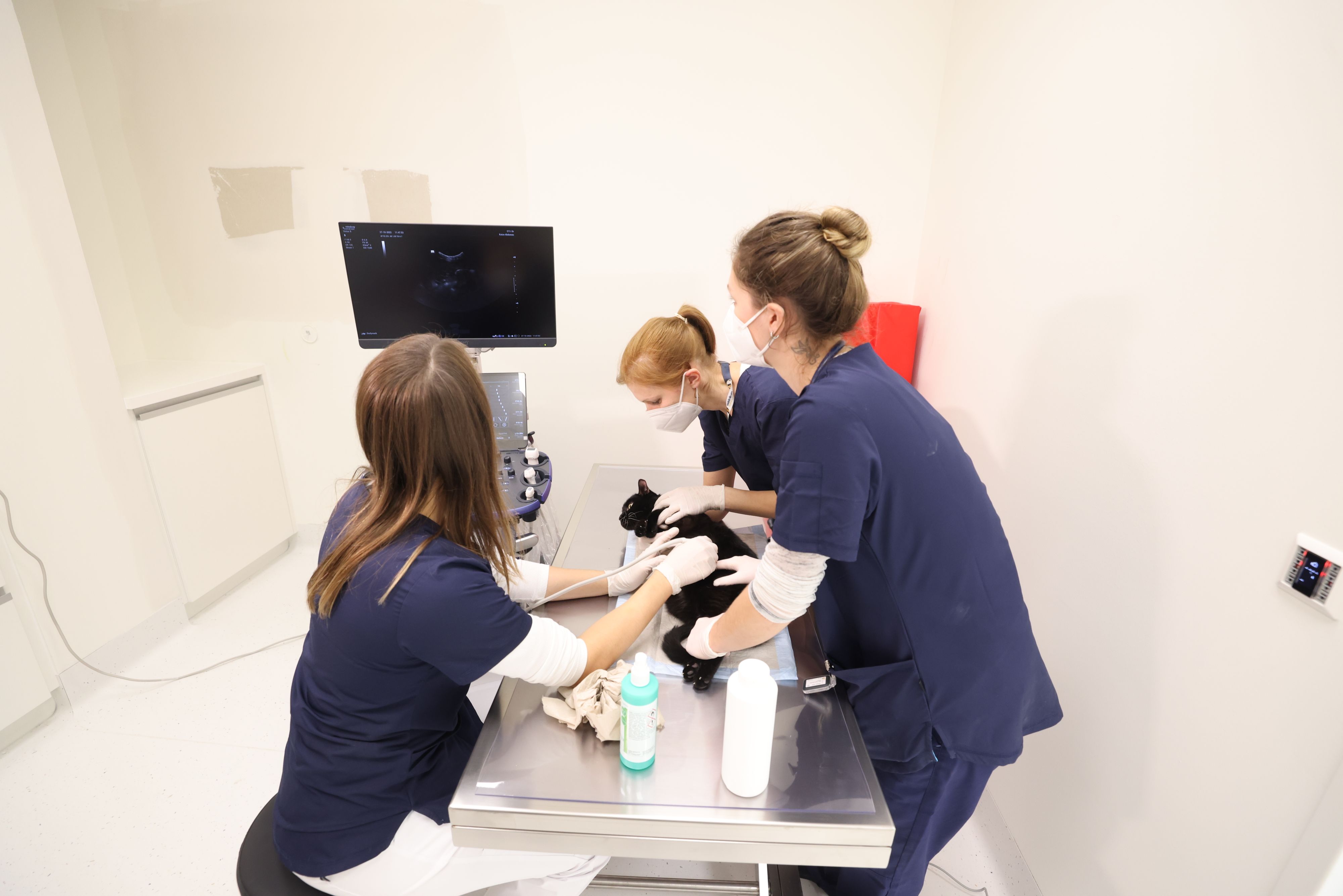 Man sieht, wenn eine Katze leidet. Aber woran, dass erkennen auch Experten erst nach gründlicher Untersuchung. Hier liegt ein krankes Kätzchen im Ultraschall der neuen privaten Tierklinik in Liesing.