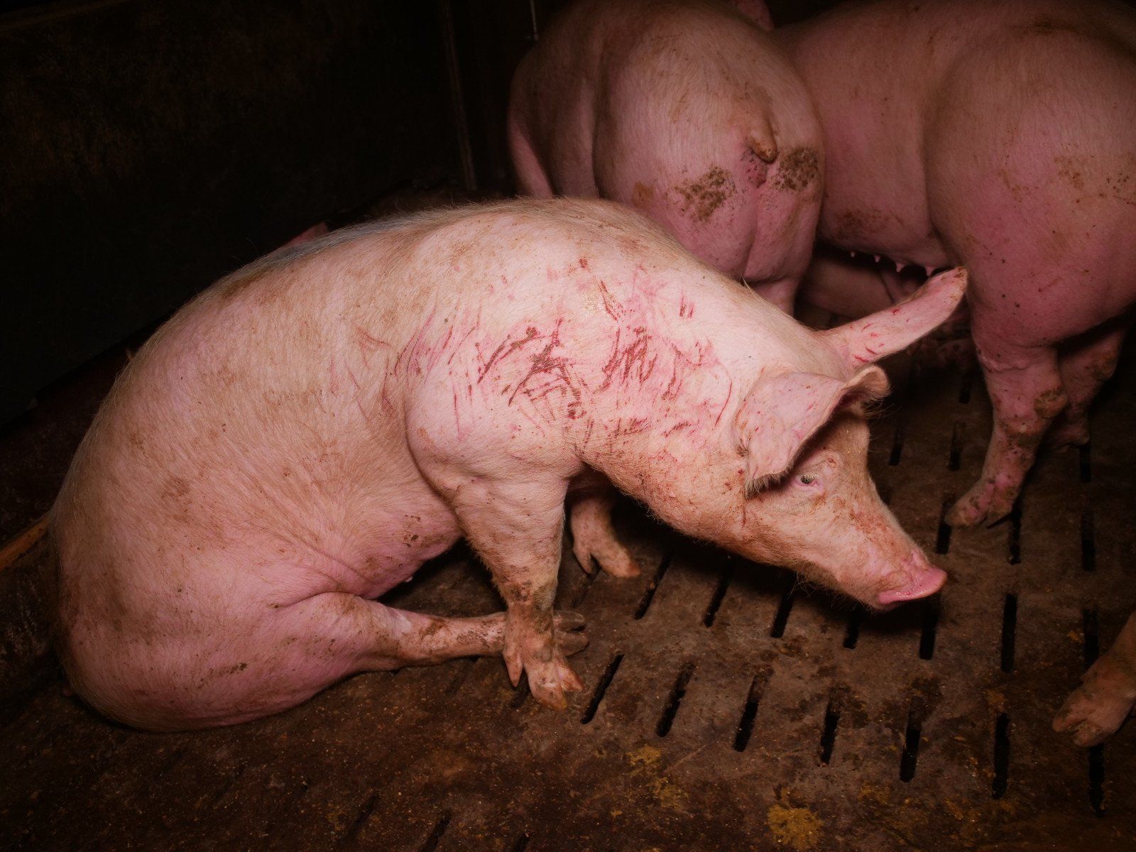 Solche Bilder sollten zumindest seit September der Vergangenheit angehören.