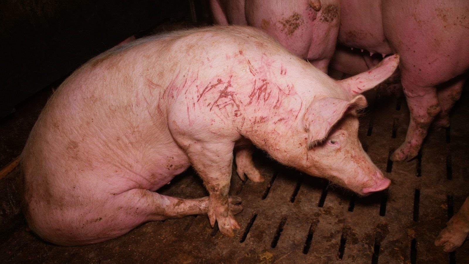 Solche Bilder sollten schon längst der Vergangenheit angehören. 