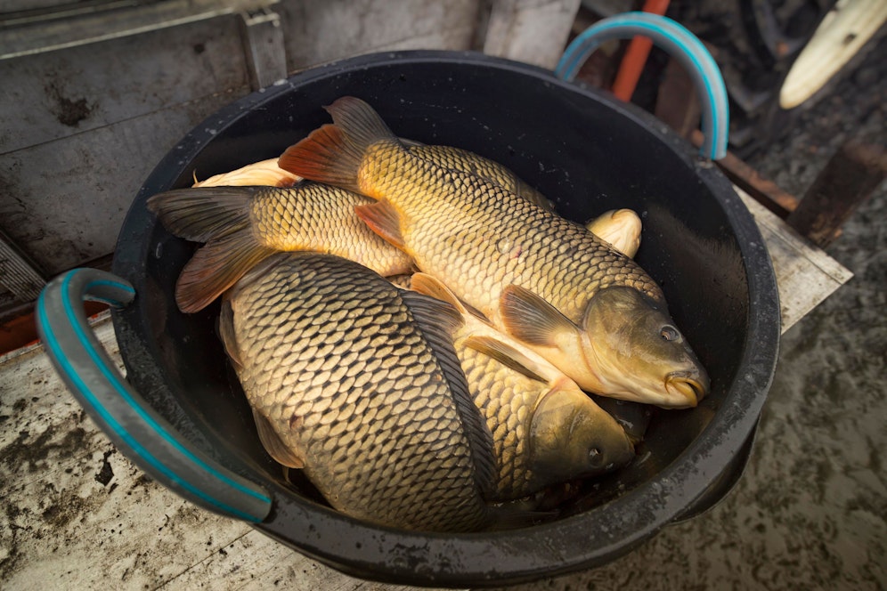 Derzeit ist Karpfenernte im ganzen Land.