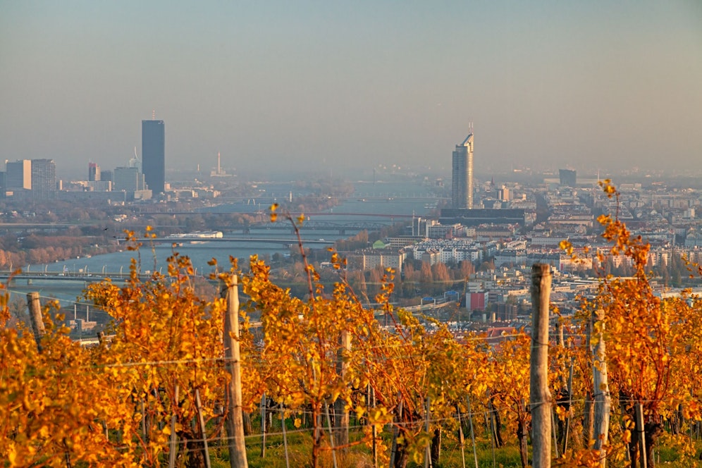 Blick auf die Wiener Skyline über herbstliche Weinberge hinweg.