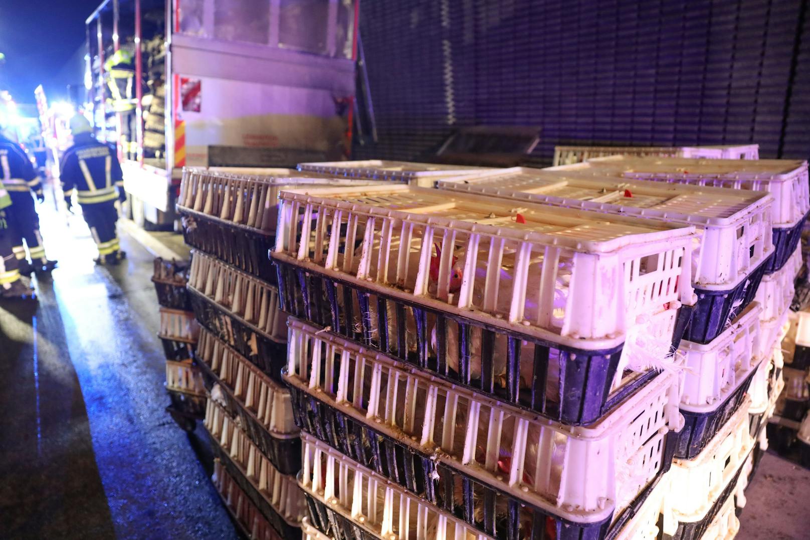 Ein Brand eines Tiertransporters auf der Westautobahn bei Ansfelden (Bezirk Linz-Land) wurde in der Nacht auf Freitag zu einer Herausforderung für die Einsatzkräfte.