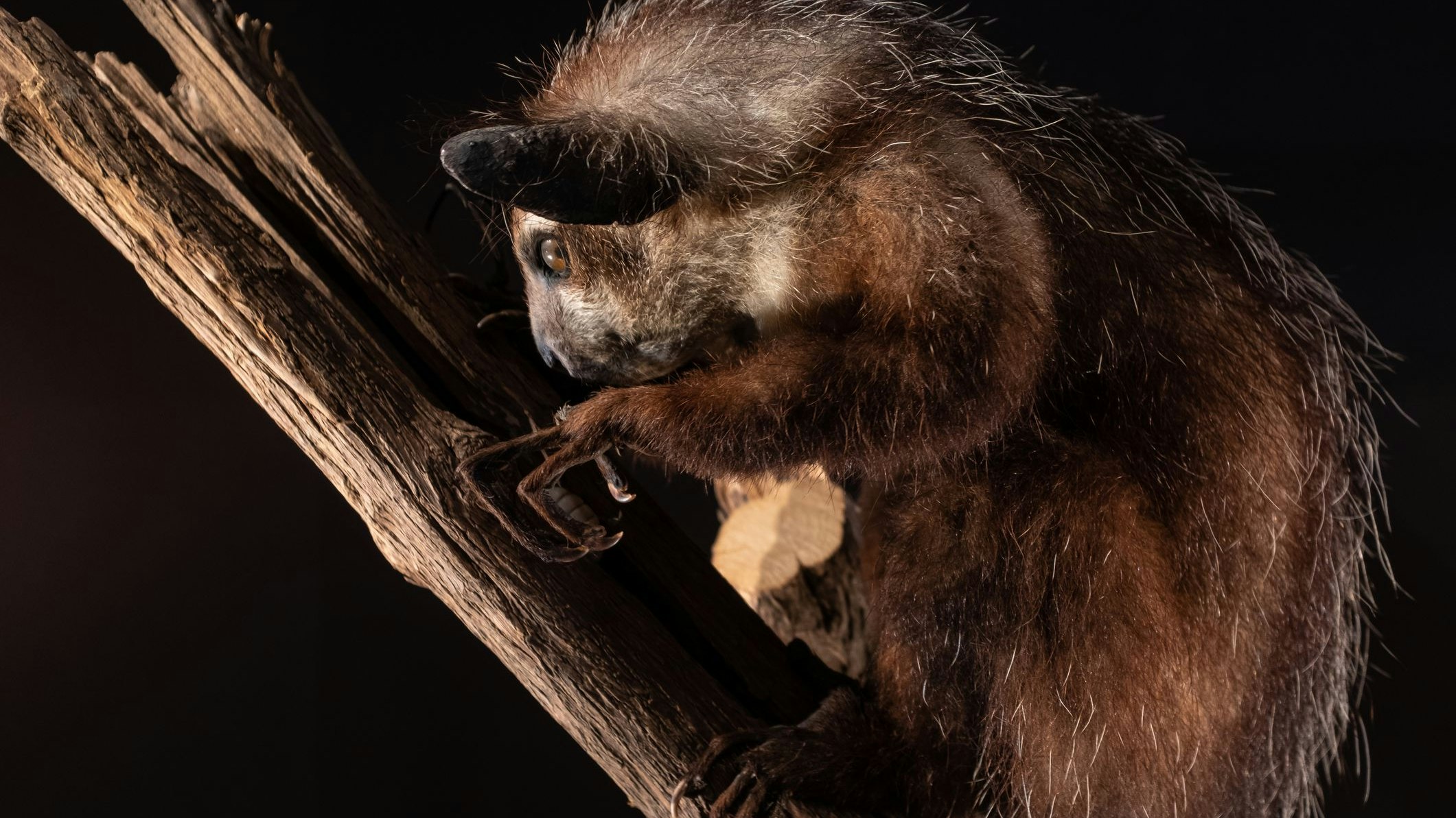 Heute.at - Nase bohren und kosten – Dieses Tier ist uns ähnlich