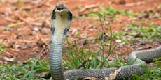 "Hr. Zisch" ausgebüxt – Zoo sucht Giftschlange
