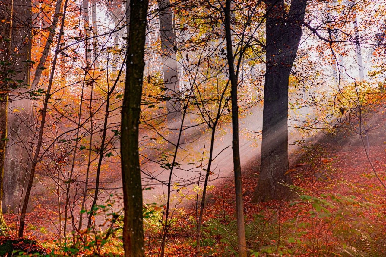 Ein herbstlicher Schnappschuss aus Pfennigberg bei Linz.